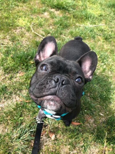 Run My Dog - Alexandria, VA