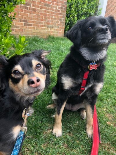 Run My Dog - Alexandria, VA