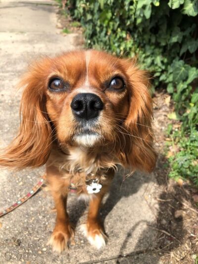 Run My Dog - Alexandria, VA