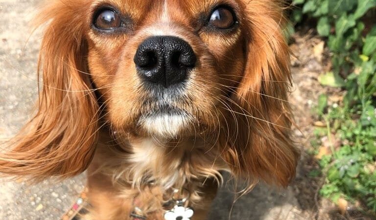 Run My Dog - Alexandria, VA