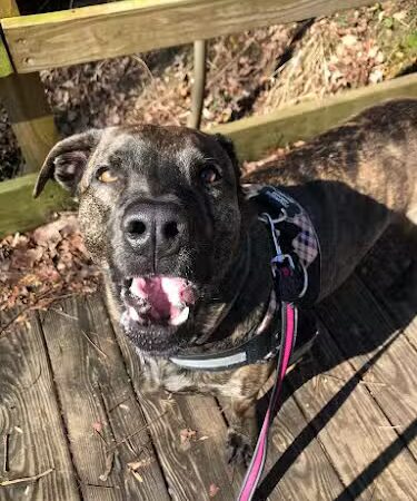 Run My Dog - Alexandria, VA