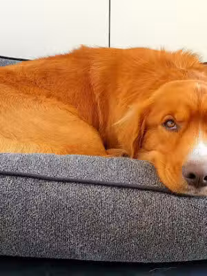 The Dog Park - Alexandria, VA