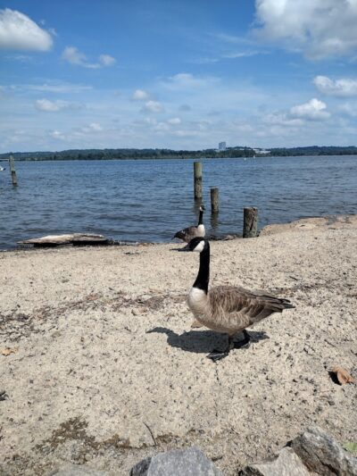 Waterfront Park - Alexandria, VA