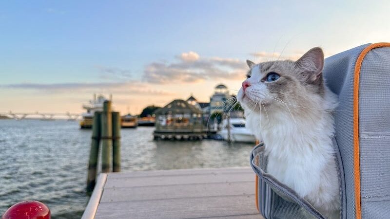 Waterfront Walk Overlook - Alexandria, VA