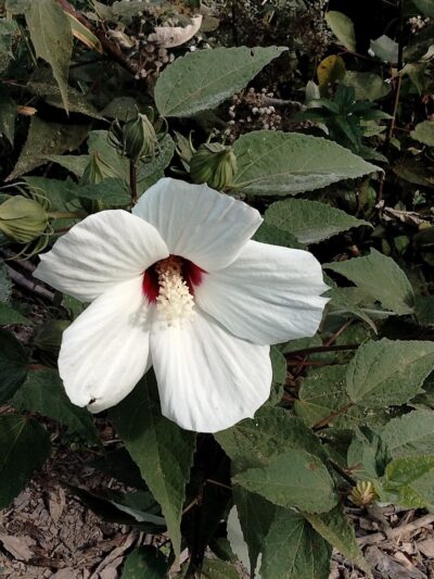 Winkler Botanical Preserve - Alexandria, VA