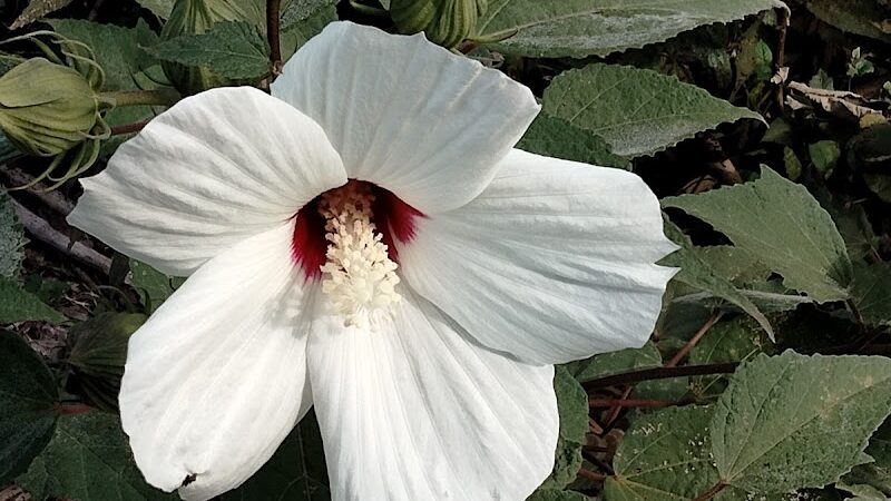 Winkler Botanical Preserve - Alexandria, VA