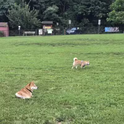 Westgrove Dog Park - Alexandria, VA