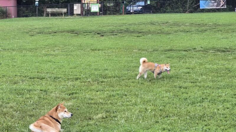 Westgrove Dog Park - Alexandria, VA