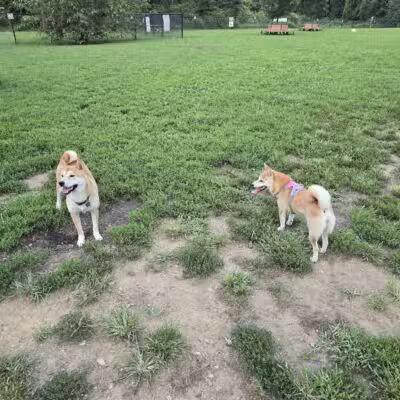 Westgrove Dog Park - Alexandria, VA