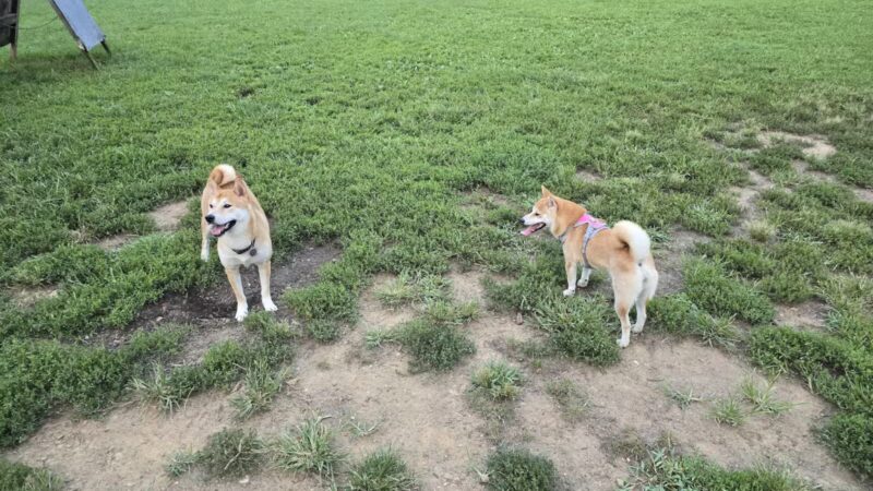 Westgrove Dog Park - Alexandria, VA