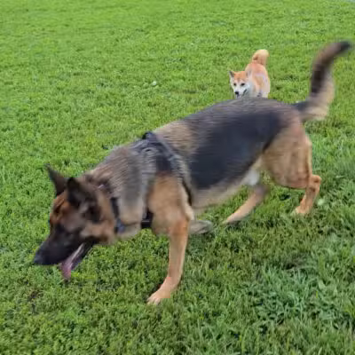 Westgrove Dog Park - Alexandria, VA