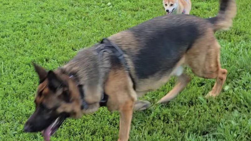 Westgrove Dog Park - Alexandria, VA