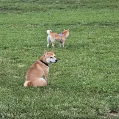 Westgrove Dog Park - Alexandria, VA