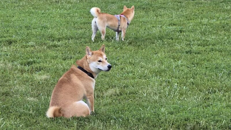 Westgrove Dog Park - Alexandria, VA