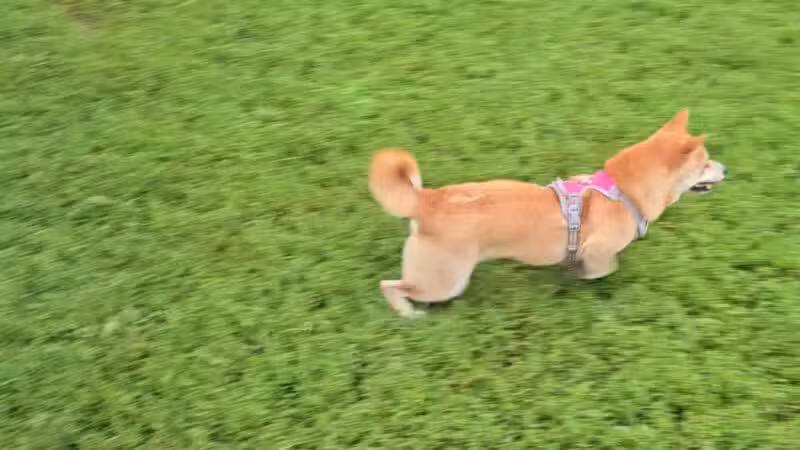 Westgrove Dog Park - Alexandria, VA