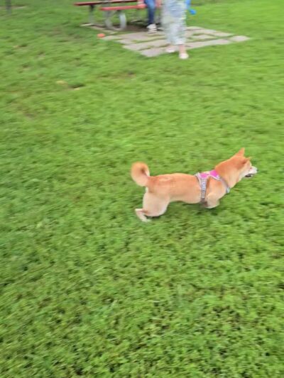 Westgrove Dog Park - Alexandria, VA