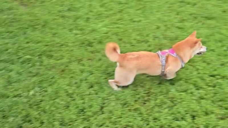 Westgrove Dog Park - Alexandria, VA