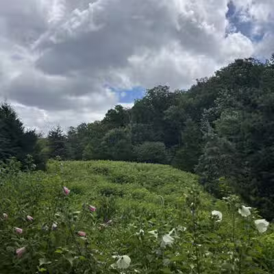 Winkler Botanical Preserve - Alexandria, VA
