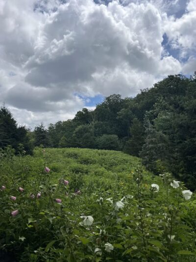 Winkler Botanical Preserve - Alexandria, VA