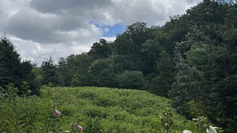 Winkler Botanical Preserve - Alexandria, VA