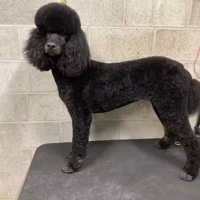 K9 Country Clipz - Alger, MI