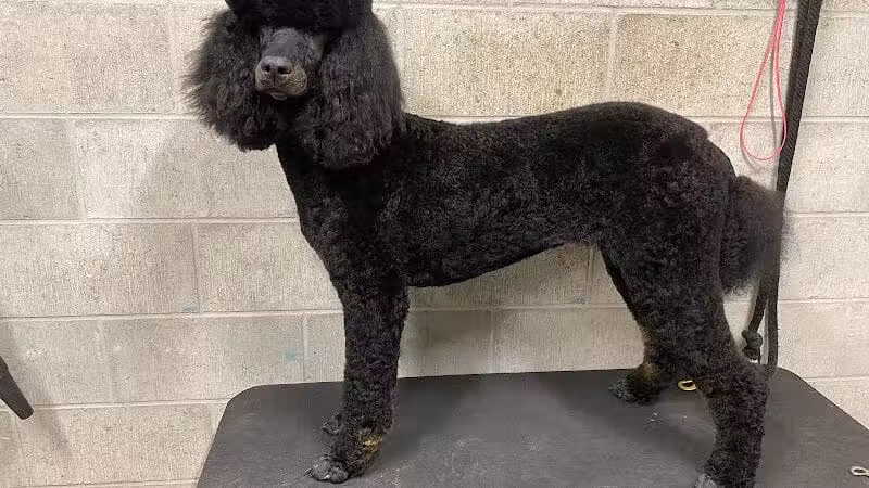 K9 Country Clipz - Alger, MI