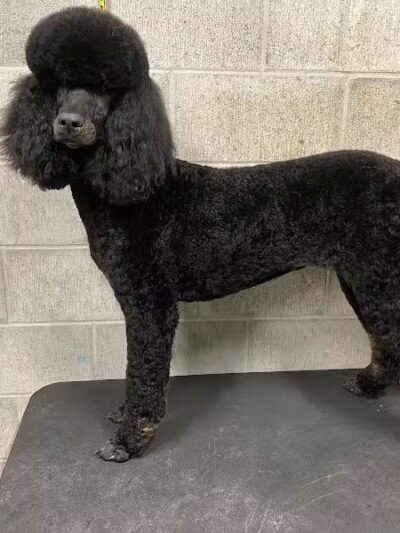 K9 Country Clipz - Alger, MI