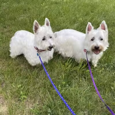 K9 Country Clipz - Alger, MI