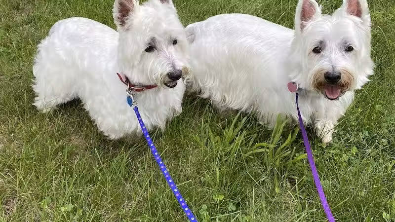 K9 Country Clipz - Alger, MI