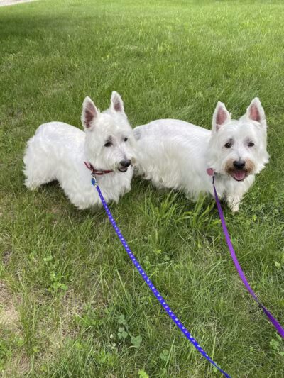 K9 Country Clipz - Alger, MI