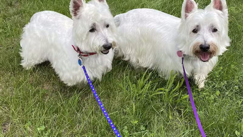 K9 Country Clipz - Alger, MI