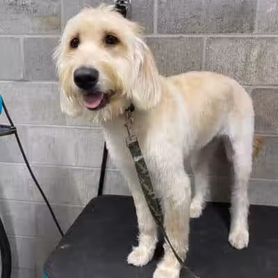 K9 Country Clipz - Alger, MI