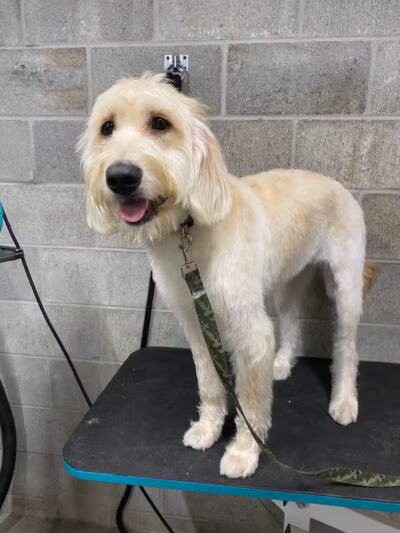 K9 Country Clipz - Alger, MI