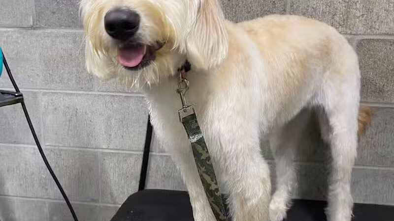 K9 Country Clipz - Alger, MI