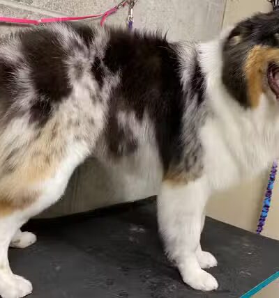 K9 Country Clipz - Alger, MI