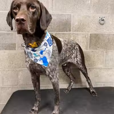 K9 Country Clipz - Alger, MI