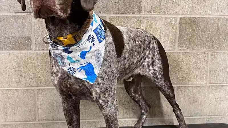 K9 Country Clipz - Alger, MI