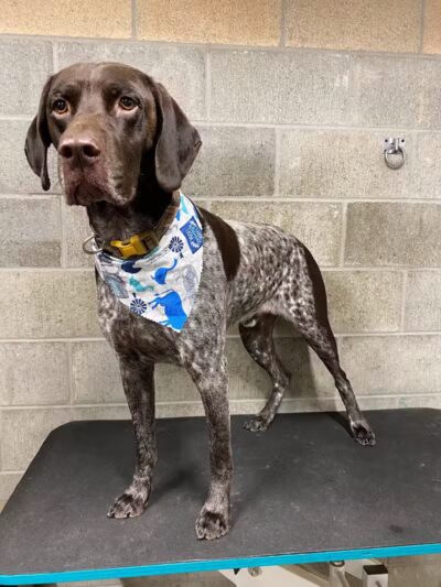 K9 Country Clipz - Alger, MI