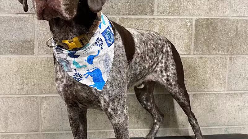 K9 Country Clipz - Alger, MI