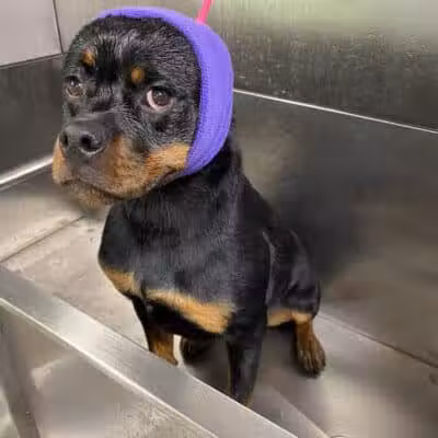 K9 Country Clipz - Alger, MI