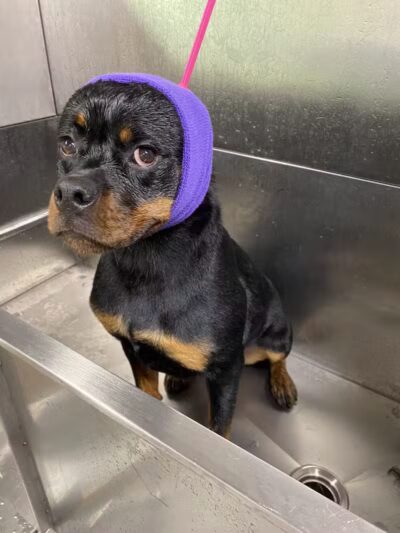 K9 Country Clipz - Alger, MI