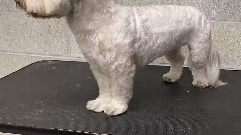 K9 Country Clipz - Alger, MI