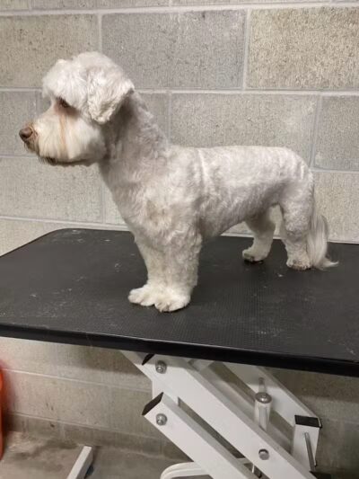 K9 Country Clipz - Alger, MI