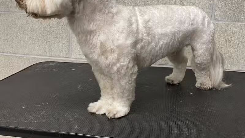 K9 Country Clipz - Alger, MI