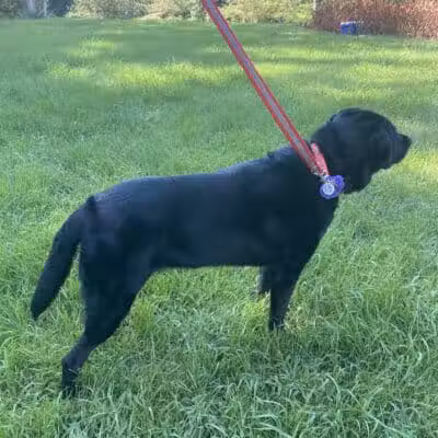 K9 Country Clipz - Alger, MI