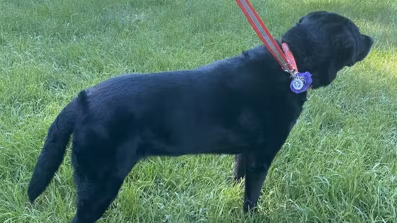 K9 Country Clipz - Alger, MI