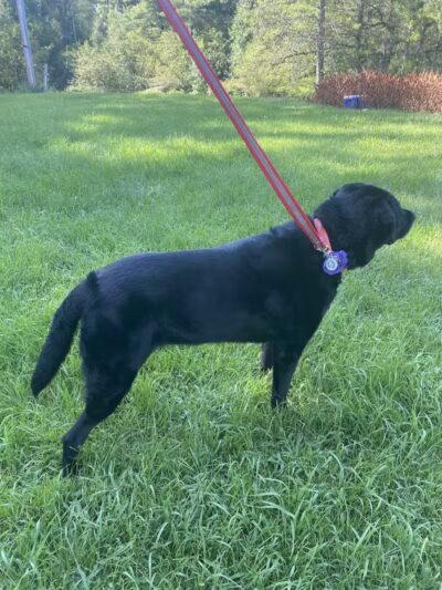 K9 Country Clipz - Alger, MI