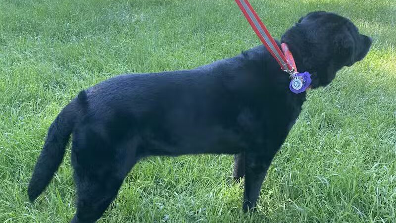 K9 Country Clipz - Alger, MI