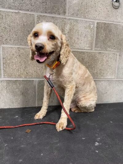 K9 Country Clipz - Alger, MI