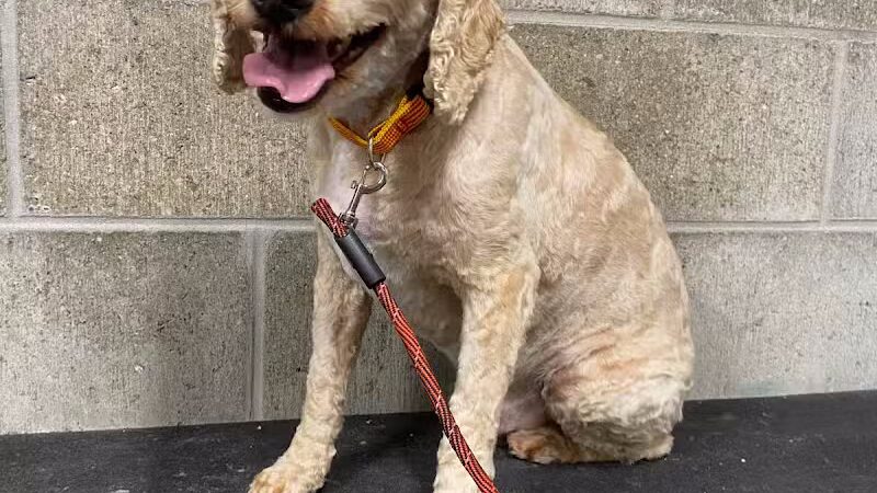 K9 Country Clipz - Alger, MI